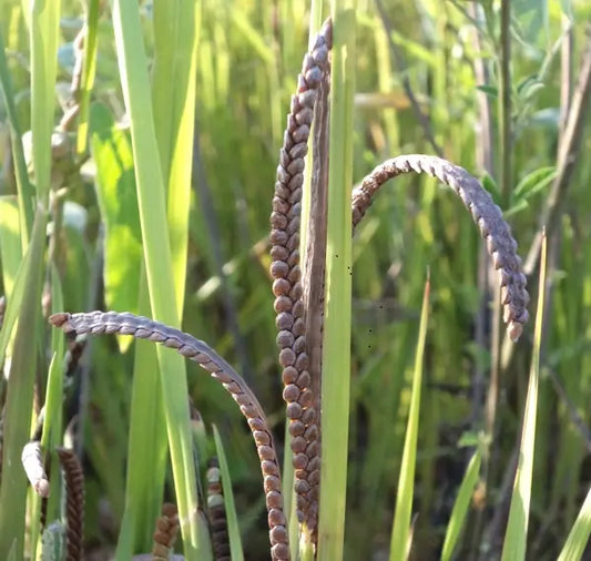 THE-WONDER-BOY-RAGI-FOR-YOUR-WEIGHT-LOSS Millets Now
