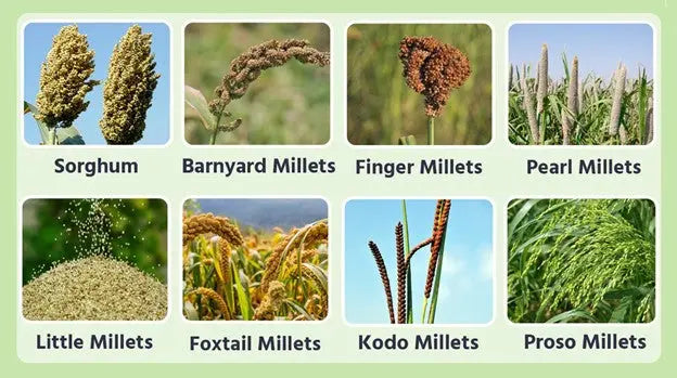Embracing-Millets-A-Public-Health-Perspective-on-Promoting-Superfoods-for-a-Healthier-India Millets Now