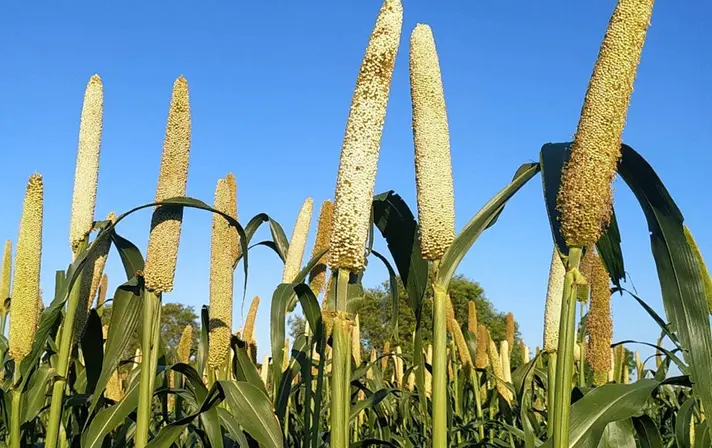 Millet-Cultivation-and-Its-Benefits-in-India. Millets Now