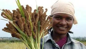 From-Grains-to-Gains-The-Journey-of-Millets Millets Now