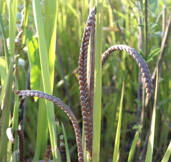 THE WONDER BOY RAGI FOR YOUR WEIGHT LOSS