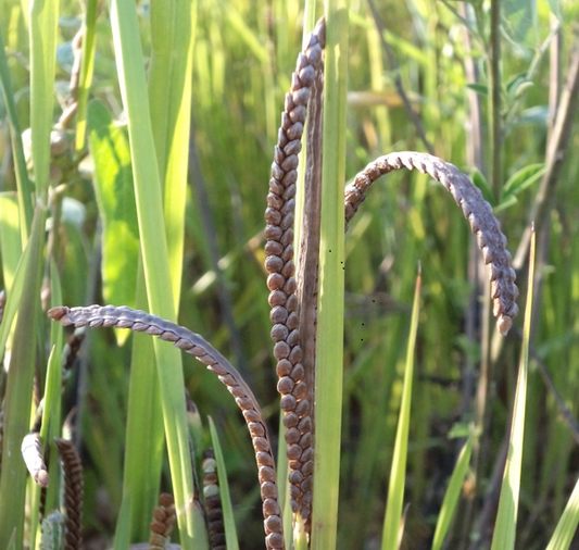 THE WONDER BOY RAGI FOR YOUR WEIGHT LOSS