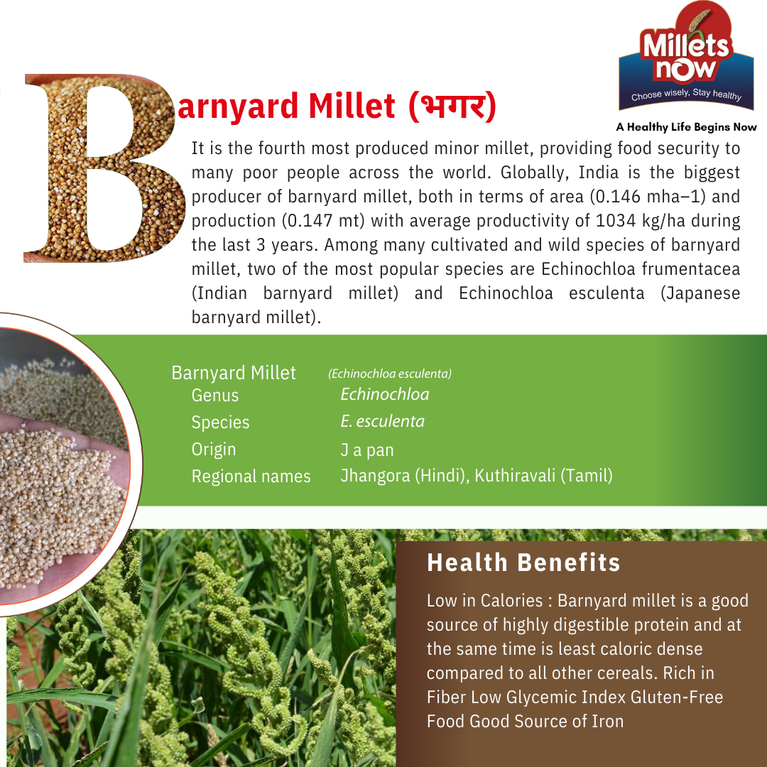 Unpolished Barnyard Millet l Bhagar l 1 kg