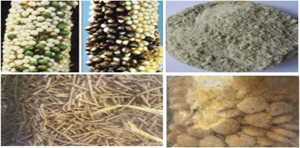 Grain preparation